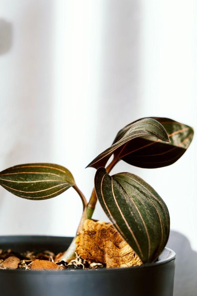 Ludisia discolor o orquídea joya