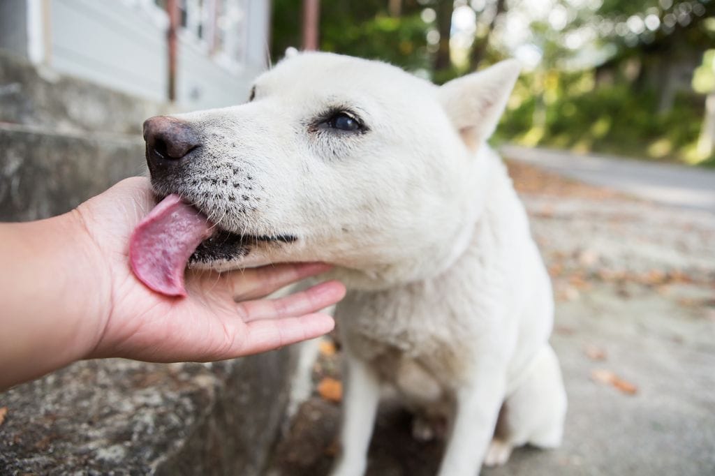 Perro lamiendo la mano a su dueño 