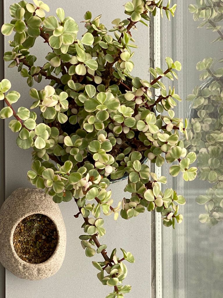Portulacaria. 