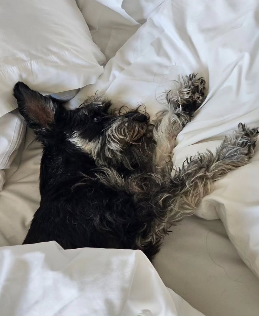 Nala preocupó  a Vadhir luego de comer algo que le hizo mucho daño  