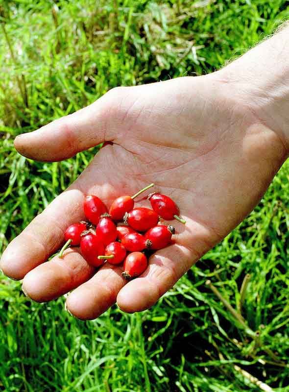 Rosehip plant