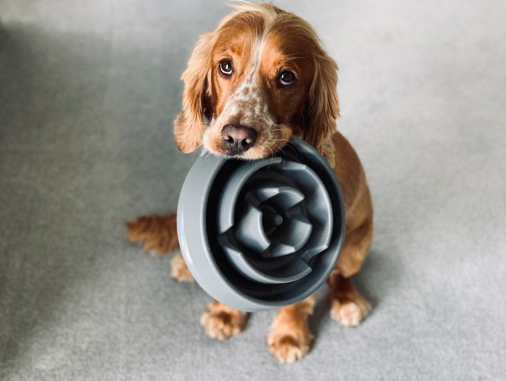 Perro pidiendo comida 