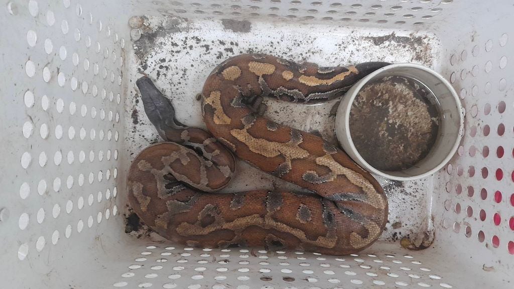 Frank Cuesta, detenido en Tailandia por posesión ilegal de animales protegidos