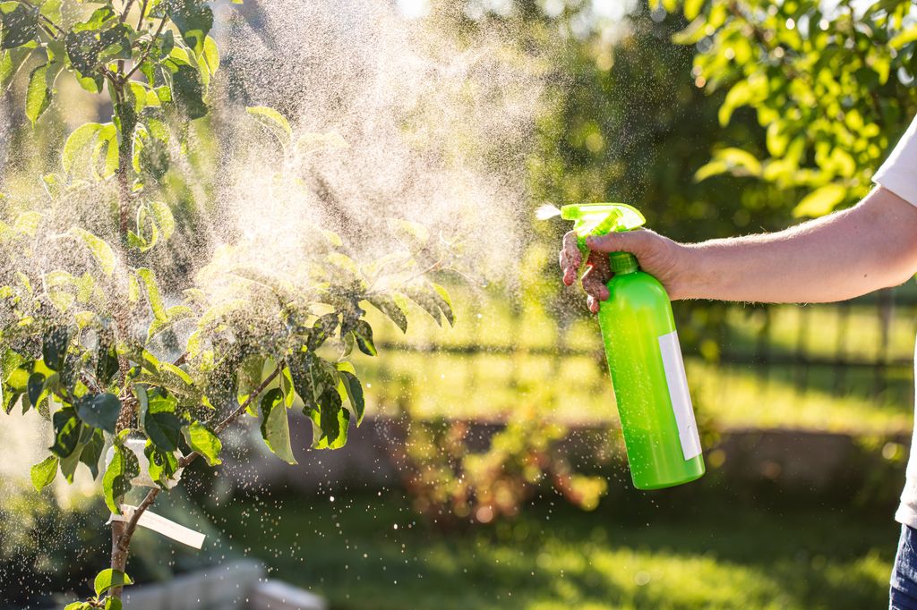 Pulverizar las plantas