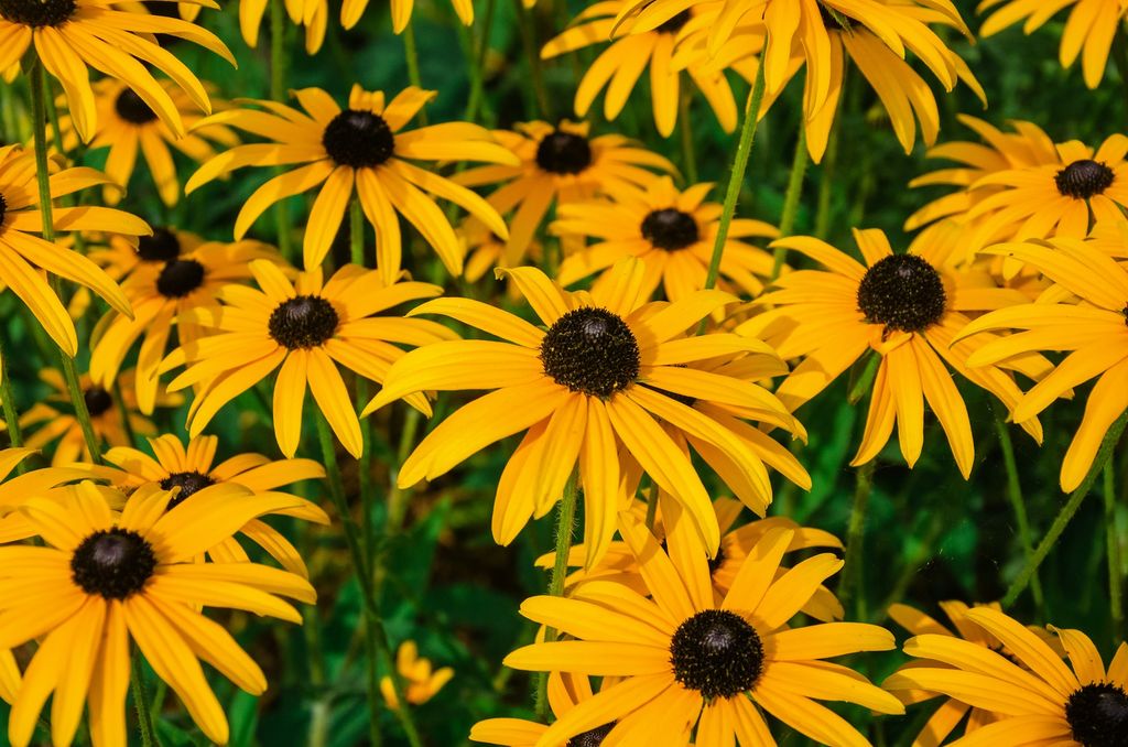 Rudbeckia