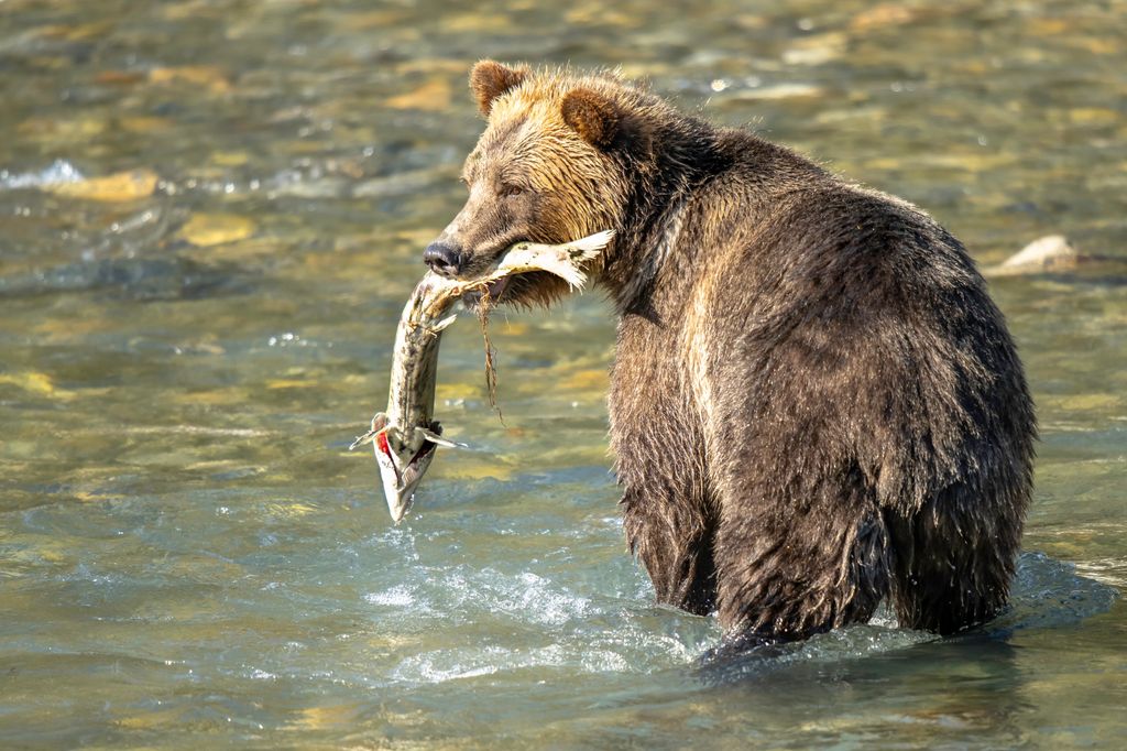 Oso grizzly en Great Bear Rainforest, Columbia Británica, Canadá