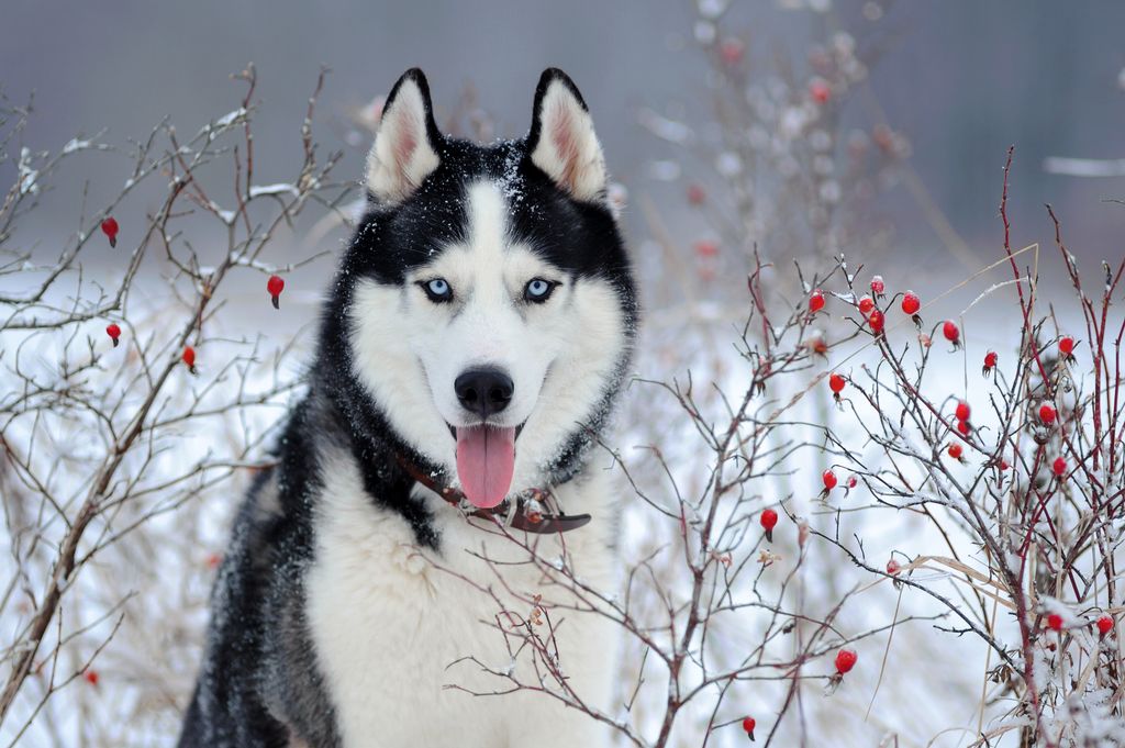 El husky siberiano destaca por su resistencia y su capacidad para soportar condiciones extremas