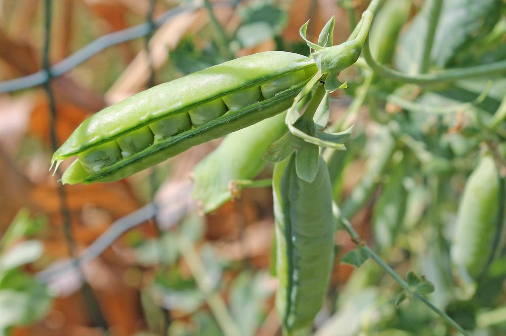 Planta de guisantes ('Pisum sativum')