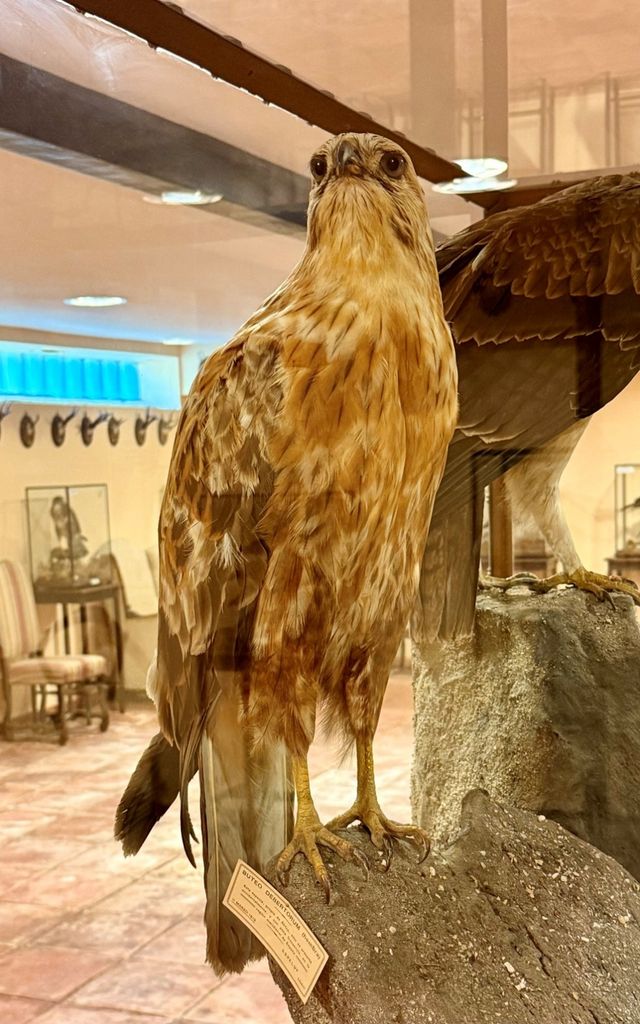  Águila del desierto hembra (Buteo desetorum), hoy en día extinguida