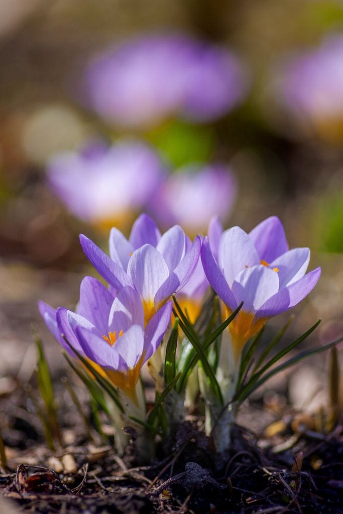 Crocus.
