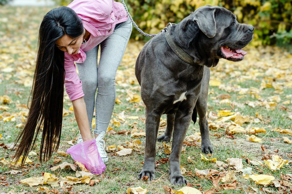 Las multas por no recoger los excrementos del perro pueden variar según la ciudad, pero suelen oscilar entre 60 y 600 euros