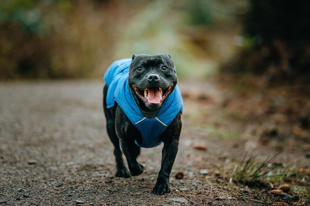 Staffordshire Bull Terrier