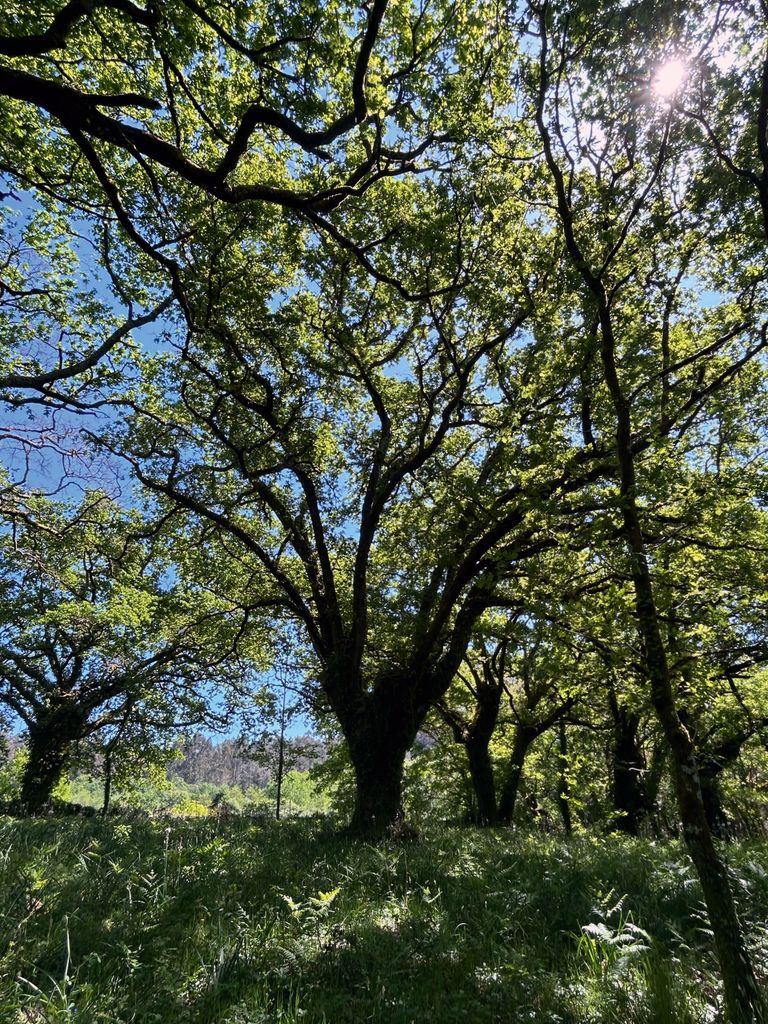 Foto de naturaleza