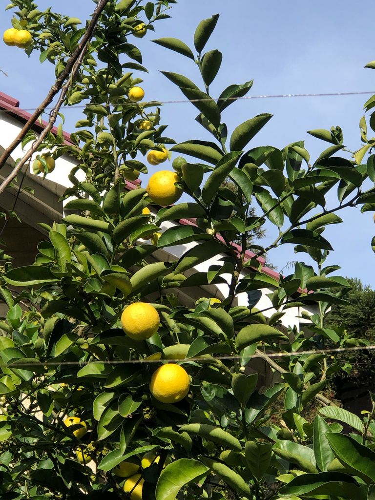 Limonero