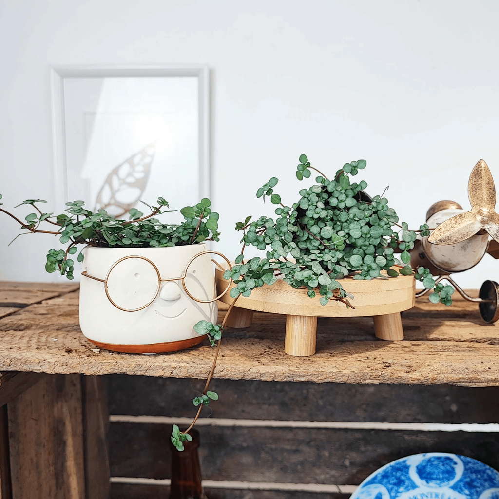 Pilea glauca