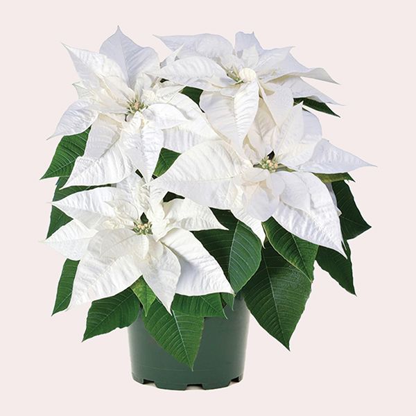 Flor Pascua Blanca