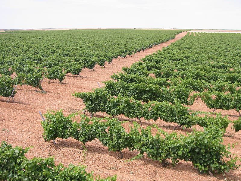 vinos7