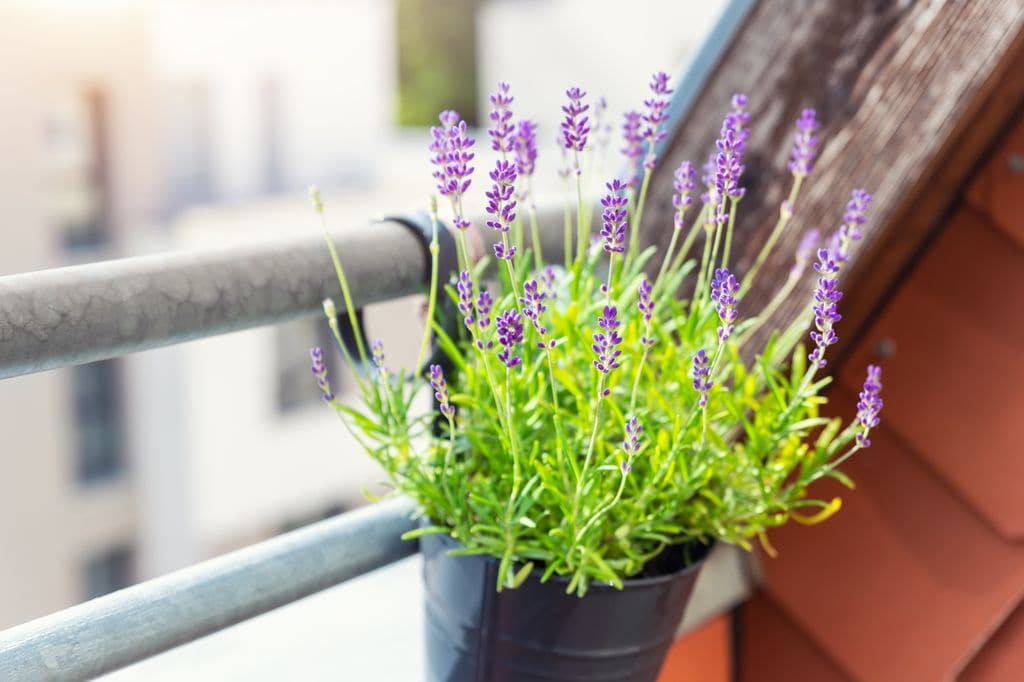Lavanda en maceta.