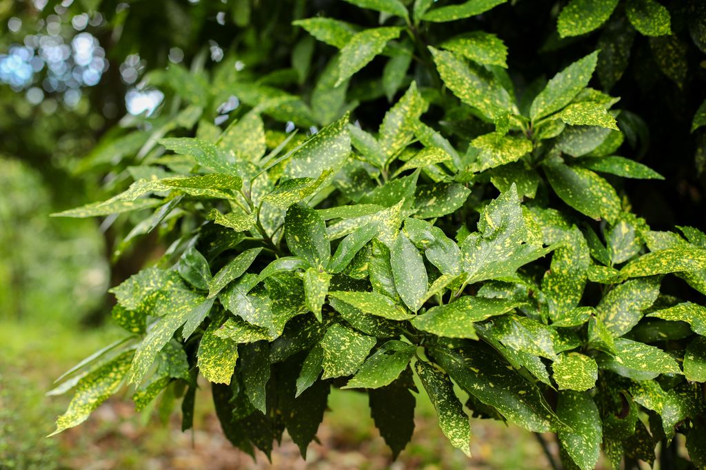 Aucuba japonica