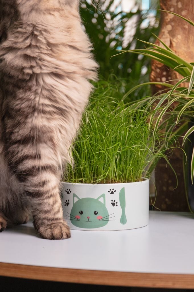 Plantas en maceta decorada con cara de gato