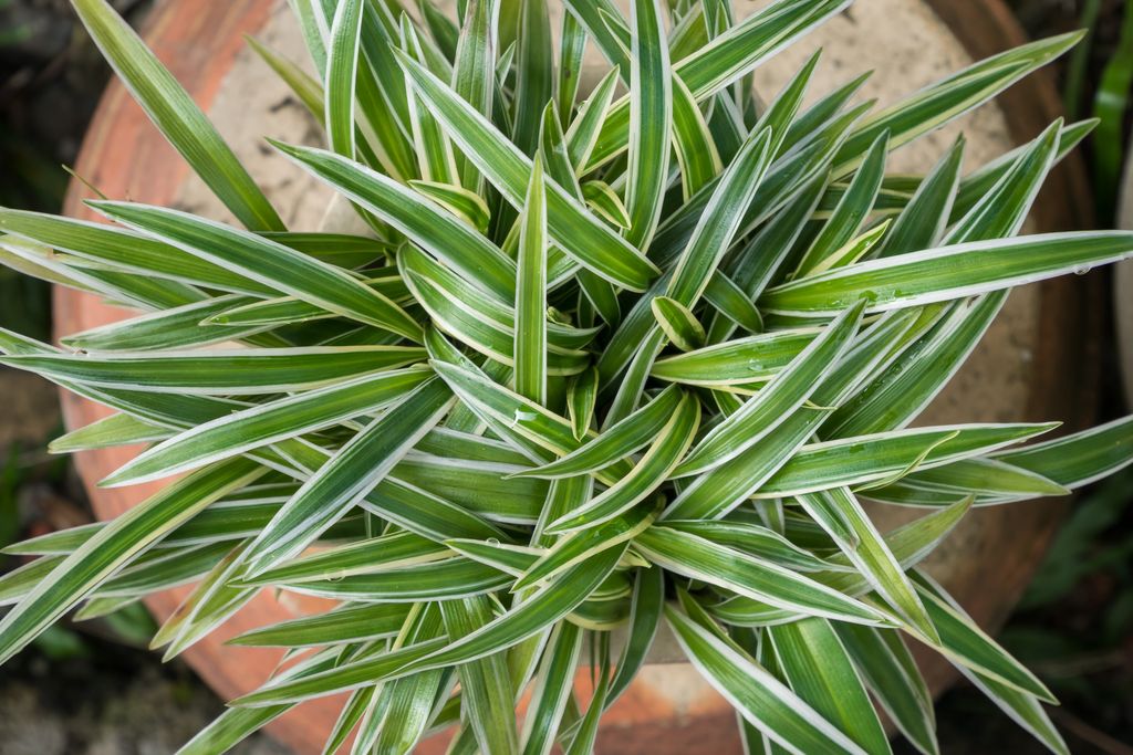 planta malamadre o cinta