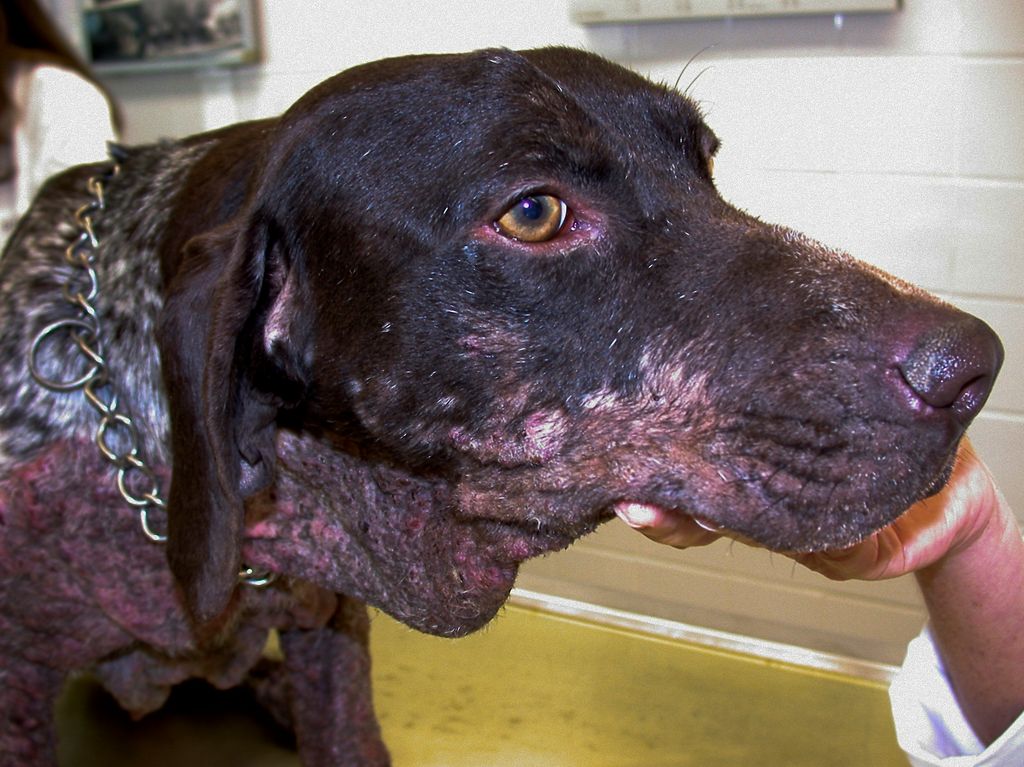 La leishmaniosis es una enfermedad grave causada por un parásito que se transmite por la picadura del mosquito flebótomo y que puede provocar daños severos en órganos vitales de los perros si no se detecta y trata a tiempo