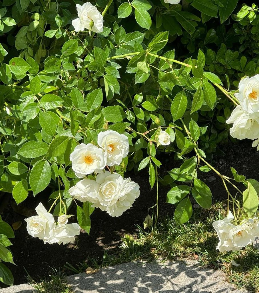 Flores en el jardín de la casa de Isabel Preysler