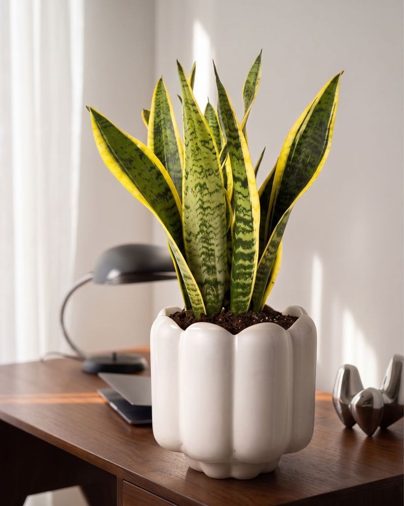 La lengua de suegra (‘Sansevieria trifasciata’) destaca por sus hojas rígidas y verticales, con dibujos verdes y, en algunas variedades, bordes amarillos