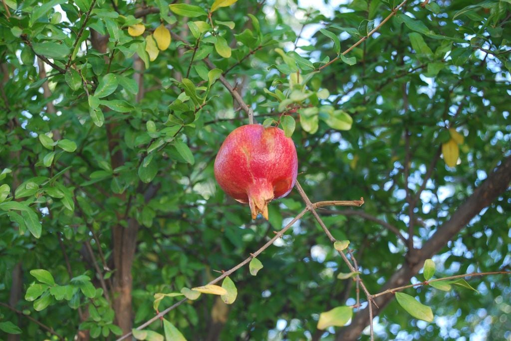 Detalle del fruto del granado: la exquisita granada