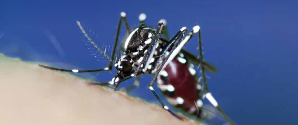 Ejemplar de mosquito tigre (Aedes albopictus) alimentándose