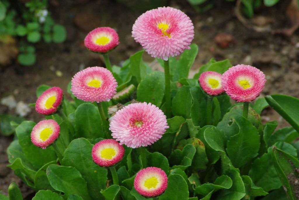 Margarita Bellis perennis