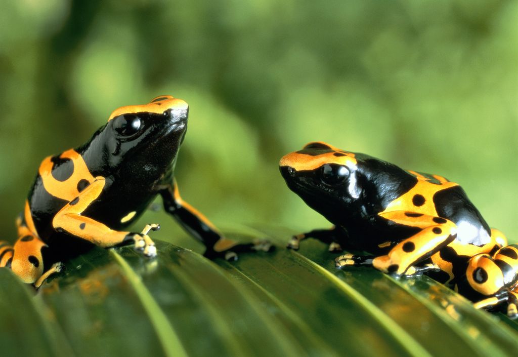 Estas ranas, nativas de las selvas sudamericanas, liberan toxinas a través de la piel que pueden paralizar o resultar letales para sus depredadores. Su potente veneno fue empleado por pueblos indígenas para impregnar la punta de sus dardos de caza.