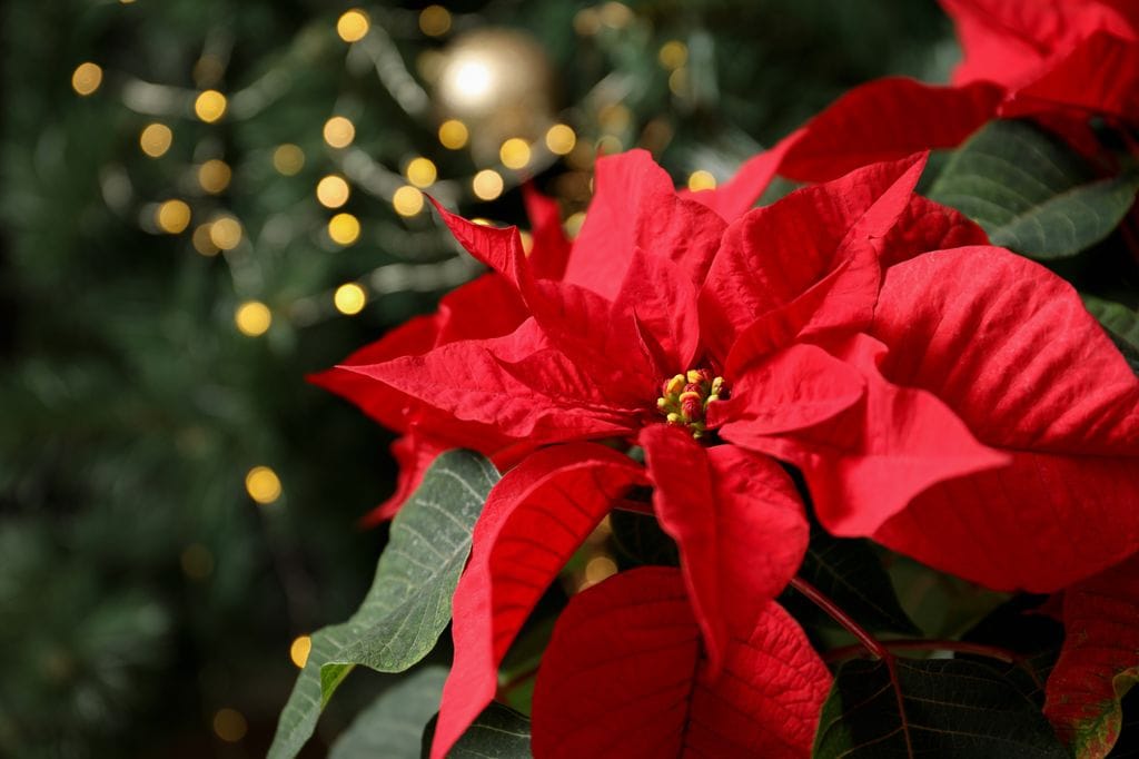 Poinsettia