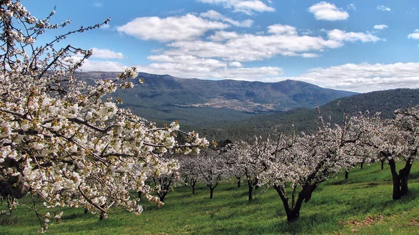 Cerezos en flor en el valle de Las Caderechas, Burgos