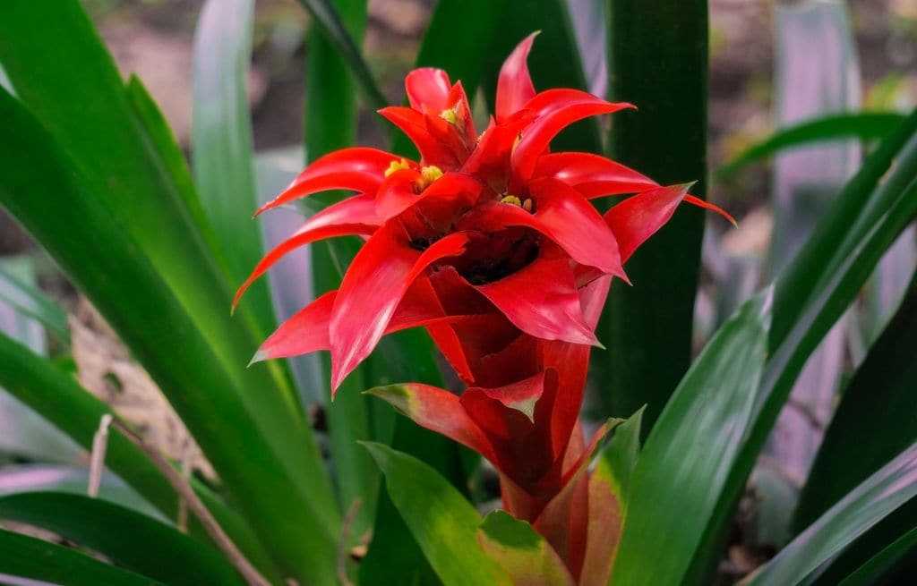 Guzmania roja