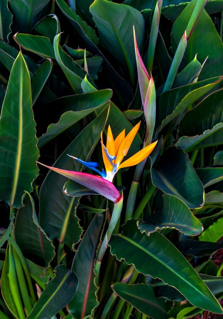 Strelitzia o Ave del Paraíso