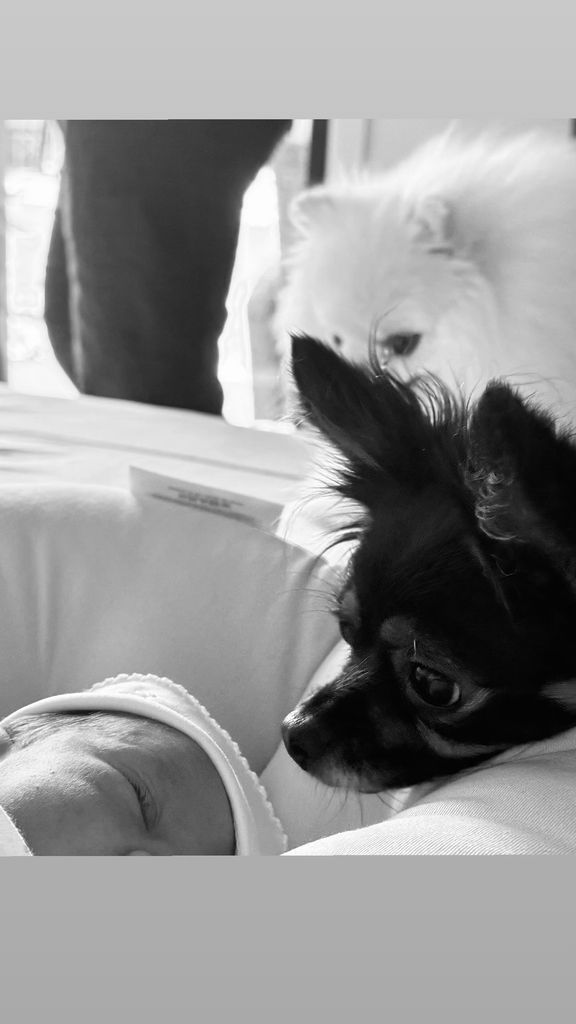 Sus 'hermanitas' perrunas ya la conocieron y ahora se encargarán de cuidarla 