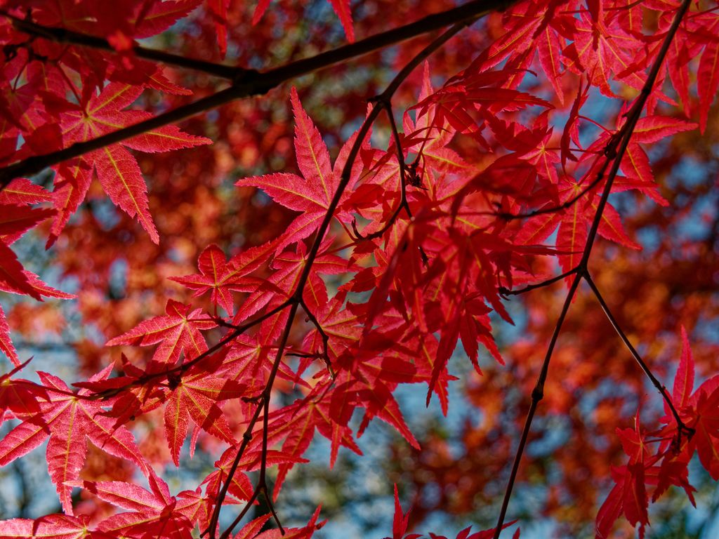 Las coloridas hojas del arce japonés (‘Acer palmatum’), un árbol que no alcanza gran altura