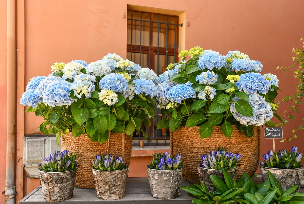 Hortensias en maceta
