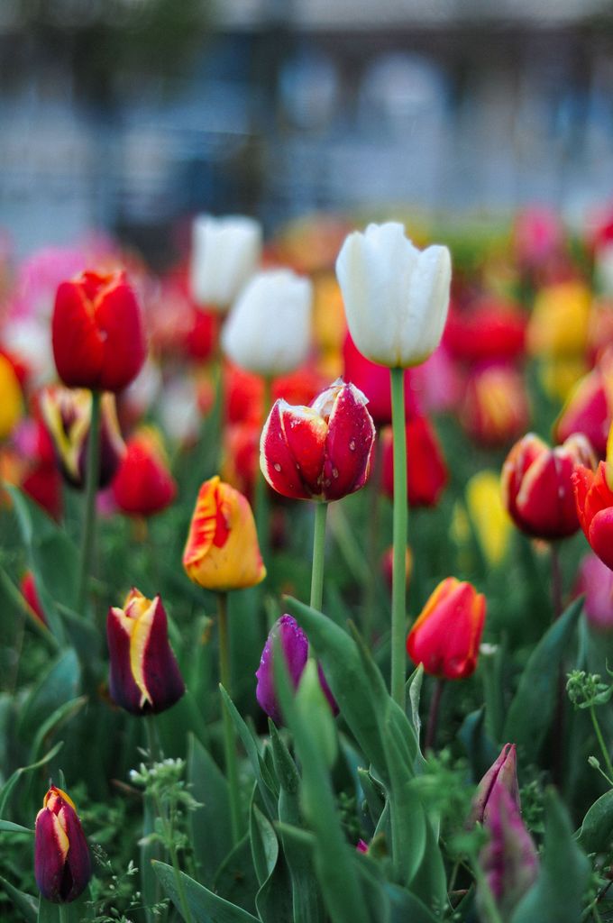 Tulipanes. 