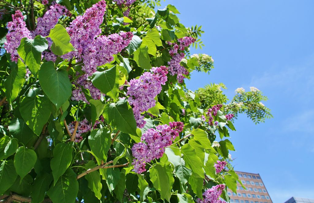 Lila o Syringa, arbusto con flor.