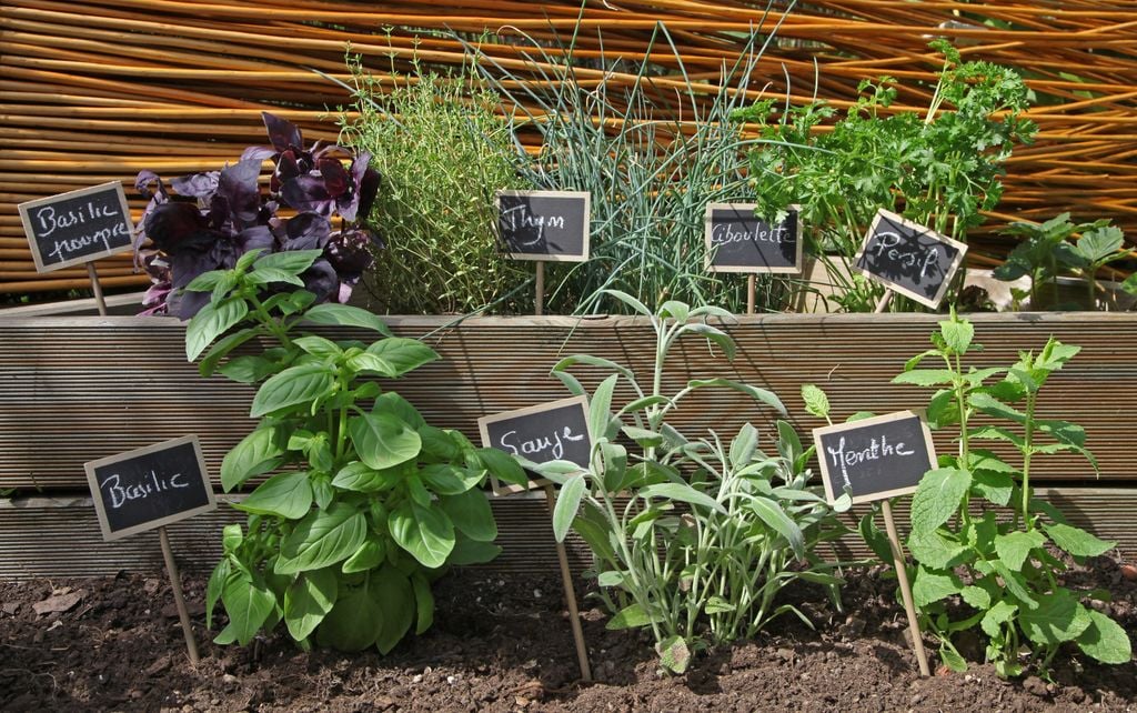 Hierbas aromáticas frescas