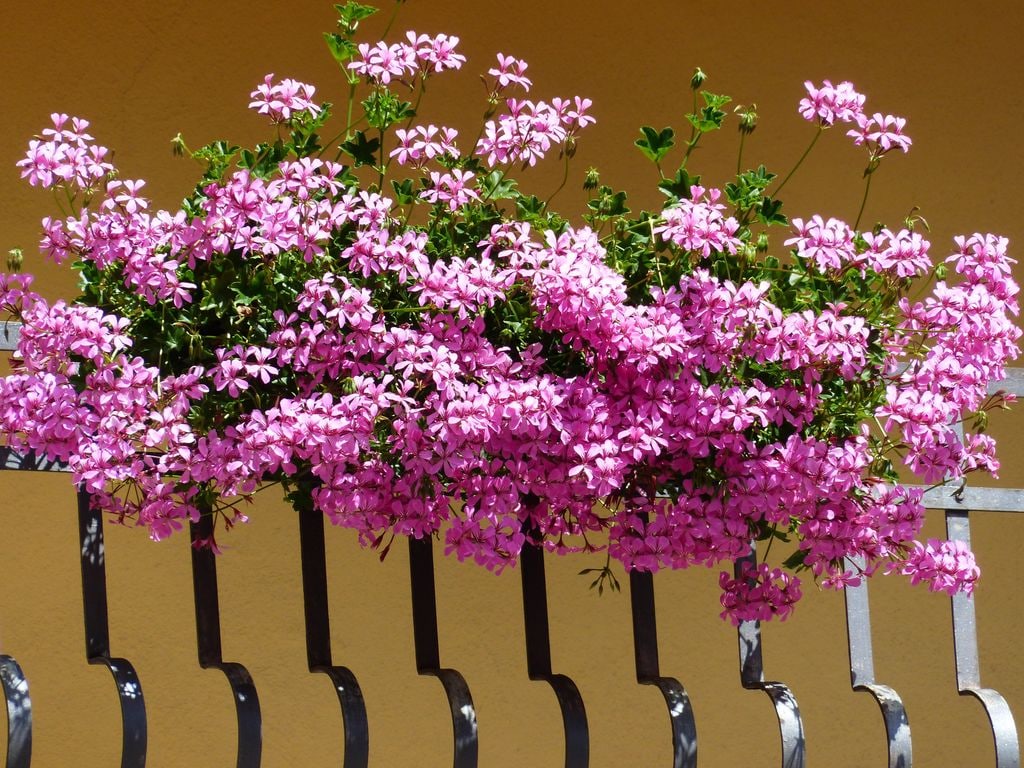 Balcón decorado con una flor muy popular en España: la gitanilla