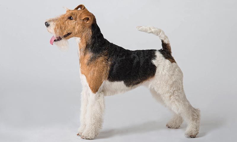 son fox terrier ruidosos