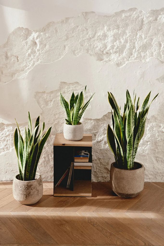 Ejemplares de sansevierias o lenguas de suegra (‘Sansevieria trifasciata’)