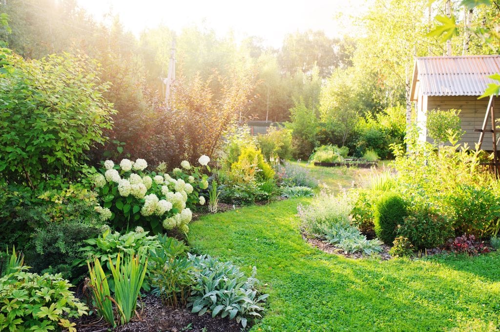 Jardin con plantas. 