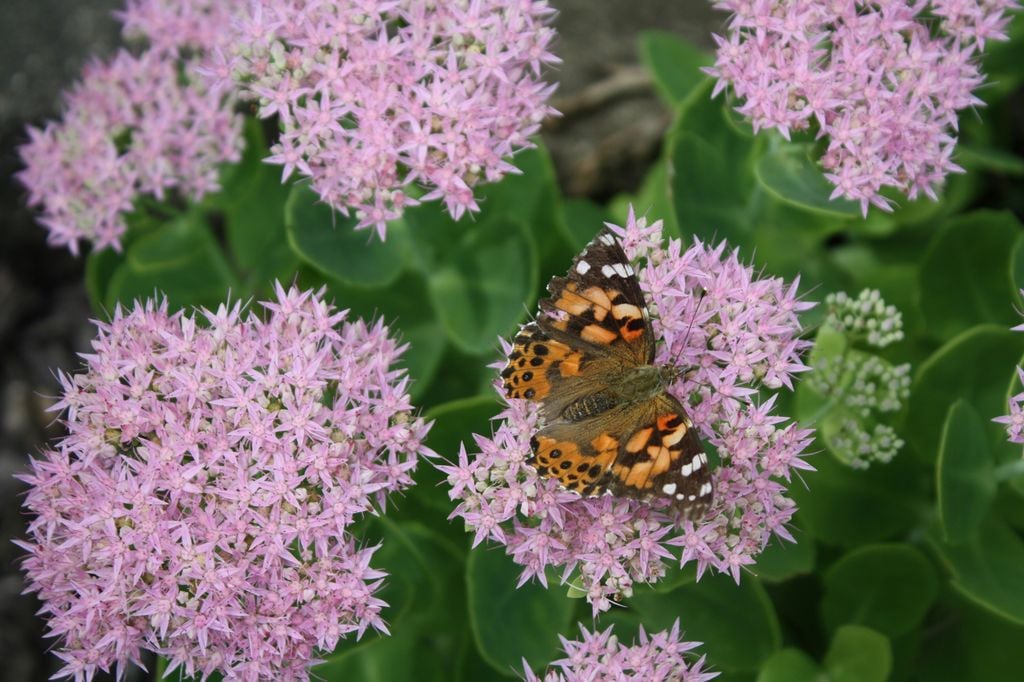 Sedum de otoño