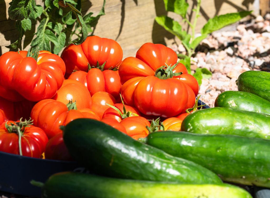 La huerta estival se llena de tomates y pepinos.