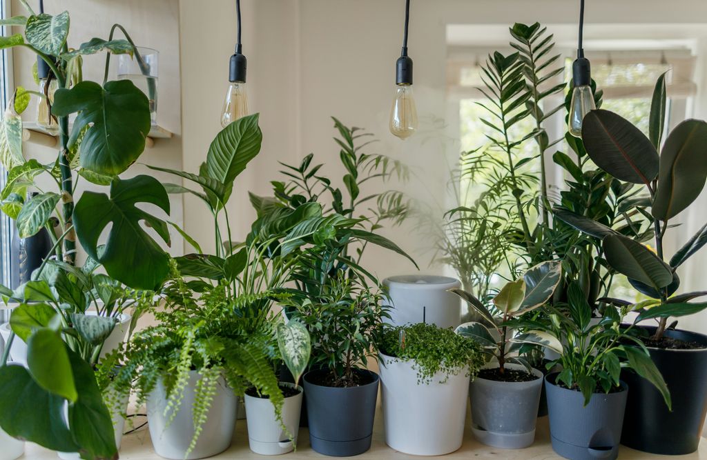Plantas de interior