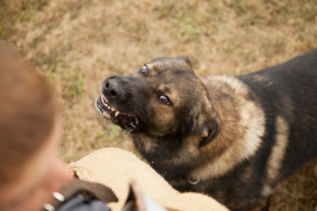 Un perro sin correa que se acerca de forma brusca puede generar momentos de gran tensión durante un paseo con tu mascota